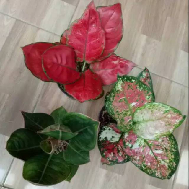 PAKET MURMER 3 Batang Bibit Bunga AGLONEMA IMPORT