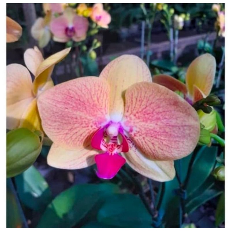 Pohon Anggrek Bulan Bunga Kuning Garis Merag Dewasa Siap Spike