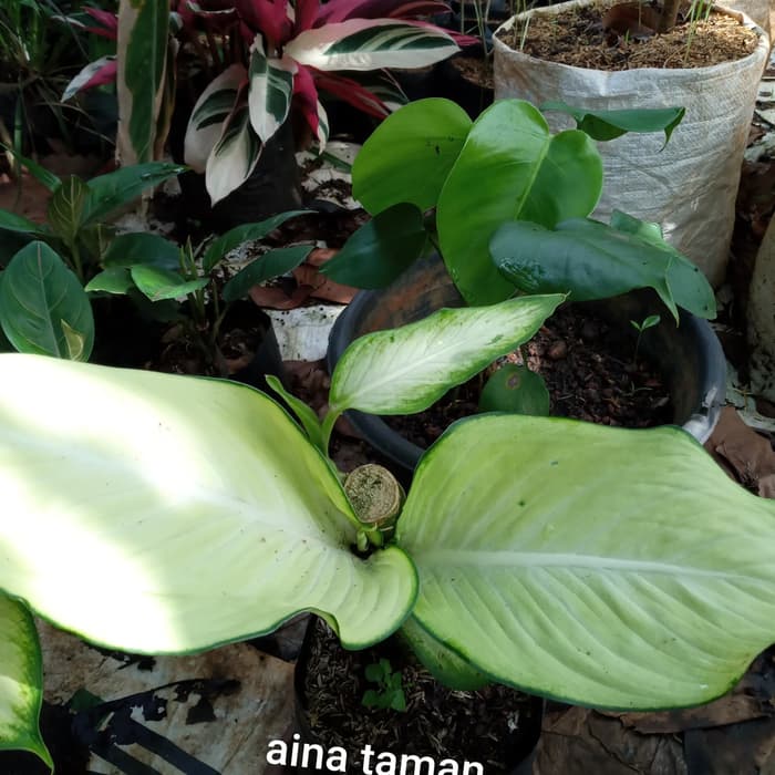 AGLONEMA TISU DAUN BESAR-tanaman blanceng putih daun besar