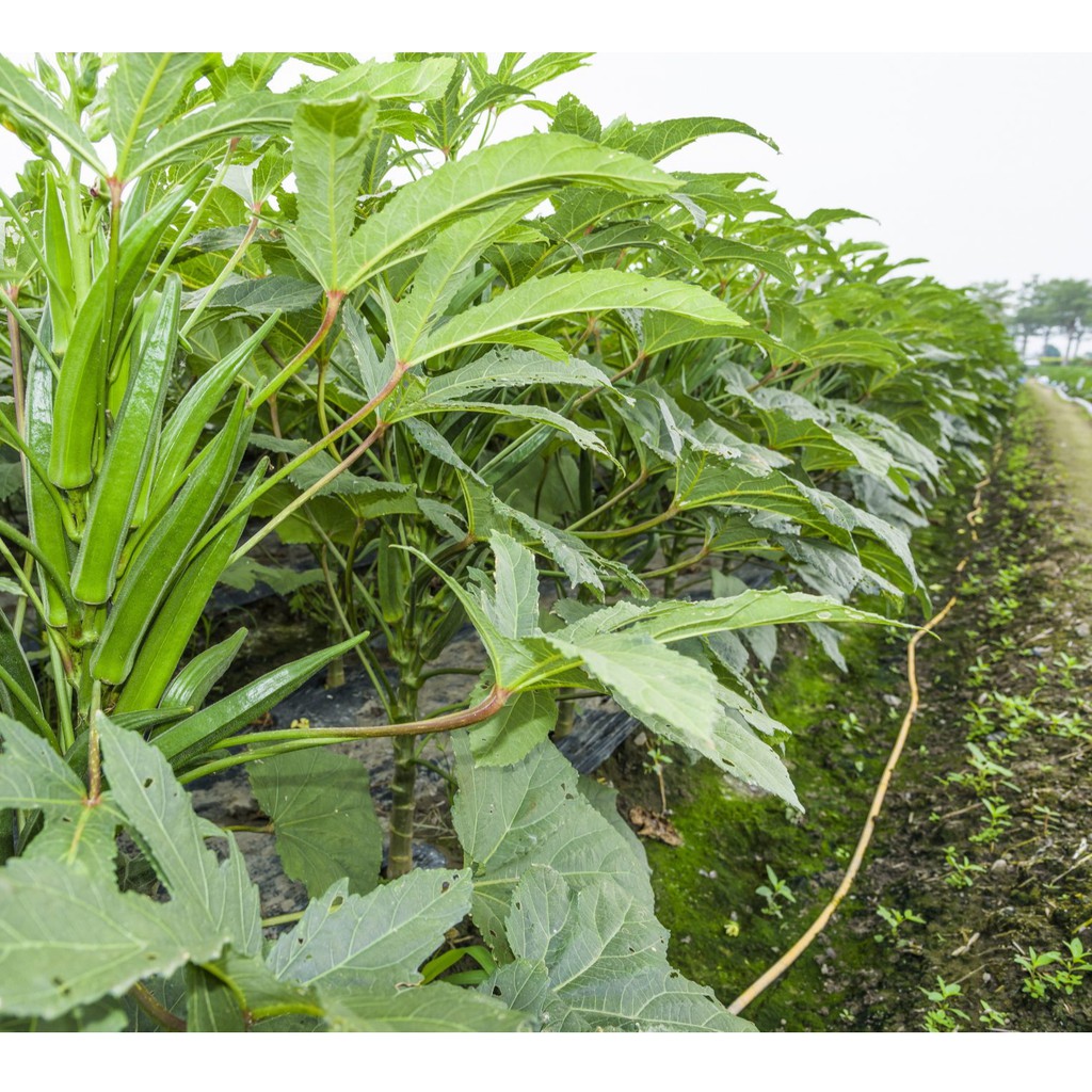 5 Bibit Okra Hijau Greenie F1 Hibrida Benih Sayuran Known You Seed Tanaman Sayur Unggul Berkualitas