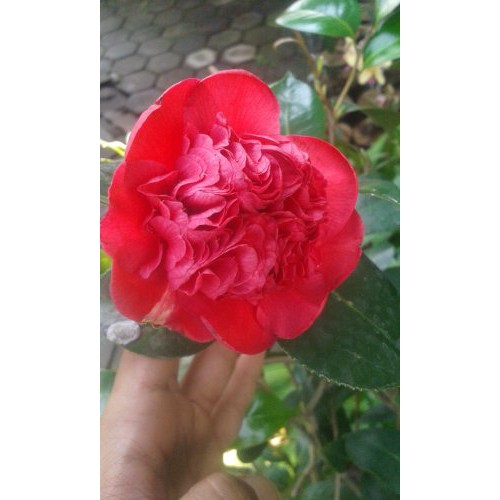 Camelia Merah bibit tanaman hias bunga