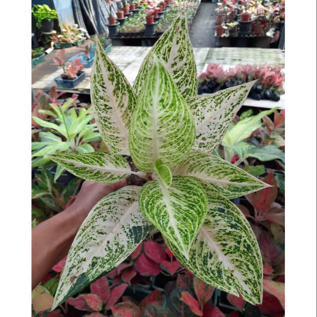 Aglaonema Legacy White