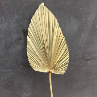 Dried Palm Leaves Daun  Palem  kering  sedang Shopee  Indonesia