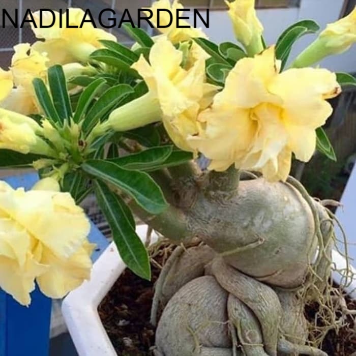 salE. bibit tanaman adenium bunga kuning bonggol besar kamboja jepang bonsai