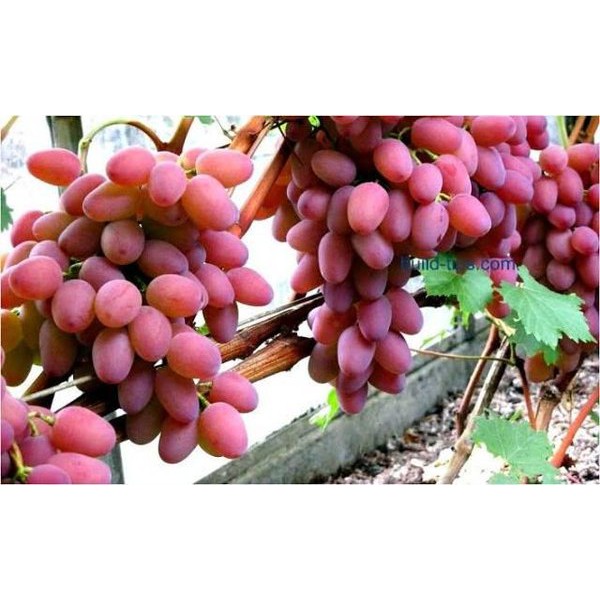 Bibit Anggur Impor Transfiguration Super
