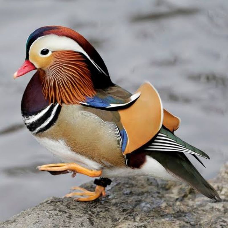 TELUR BEBEK MANDARIN FERTIL UNTUK DITETASKAN