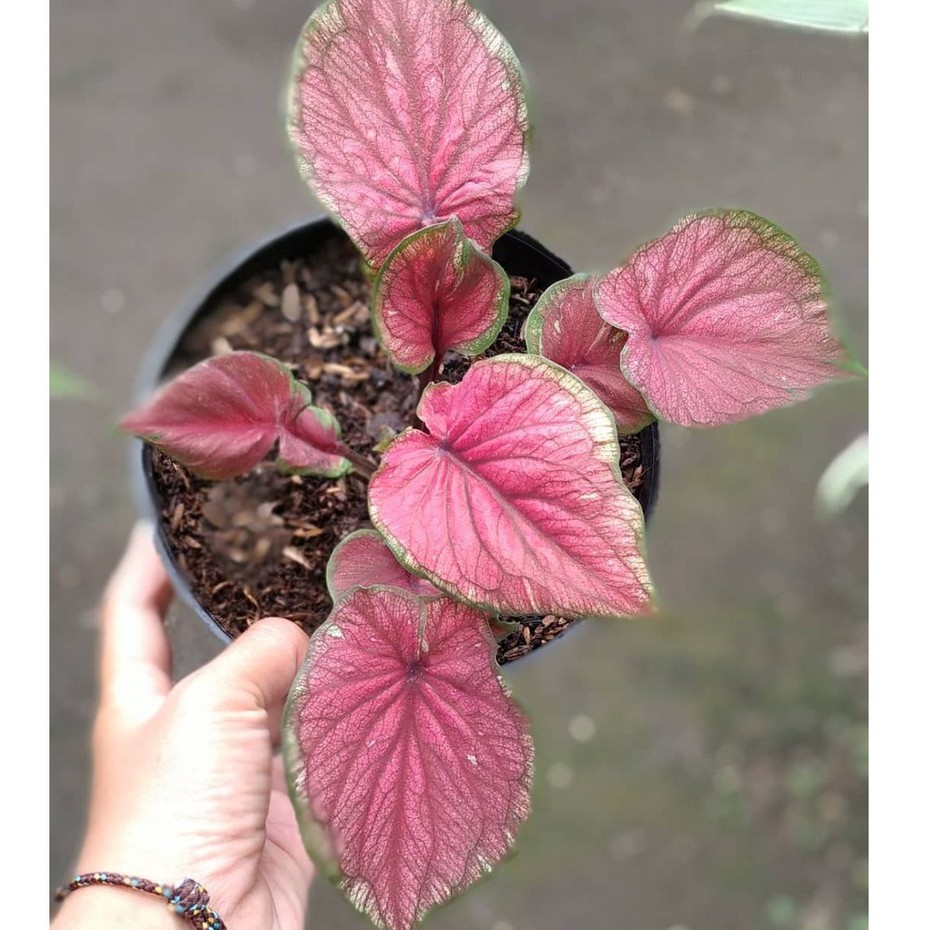 Bunga Keladi Jaguar Caladium Red Jaguar Cantik Murah Berkualitas