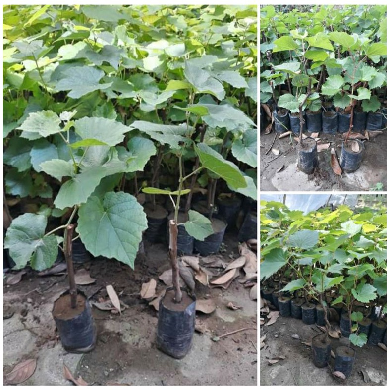 bibit anggur rootstok import jenis berkualitas paling dicari