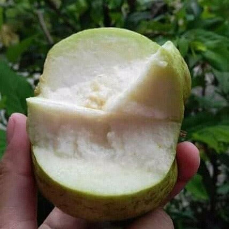 

jambu kristal /jambu Purworejo Fresh petik, petik langsung di kemas