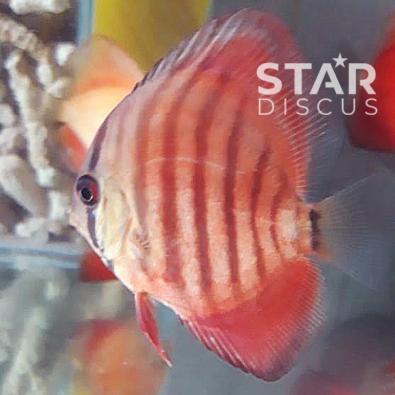 Discus San Merah 2 inch