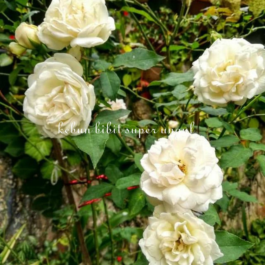 BIBIT MAWAR  PUTIH