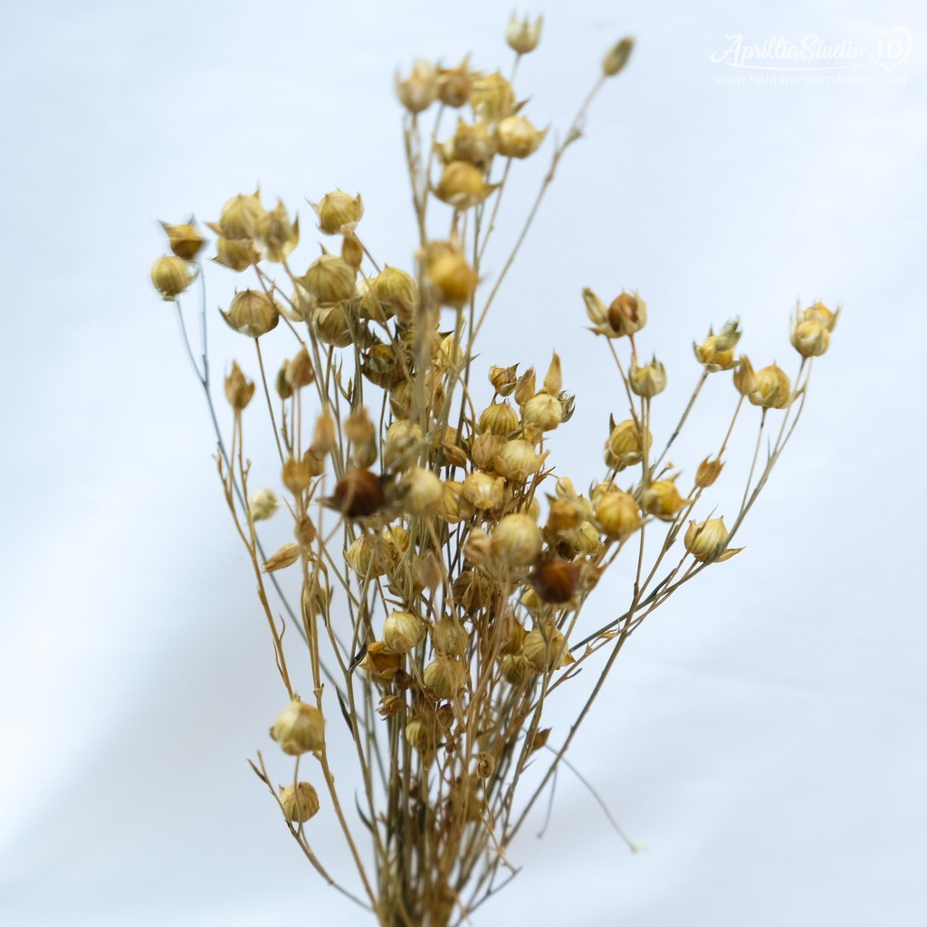 BUNGA KERING LIMO DRIED FLOWER CORIANDER UNTUK DEKORASI KERAJINAN RUSTIC