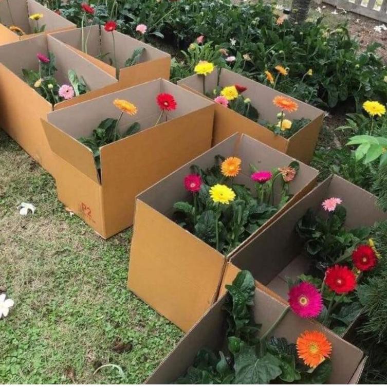 3.3 Plant garbera / tanaman garbera dewasa