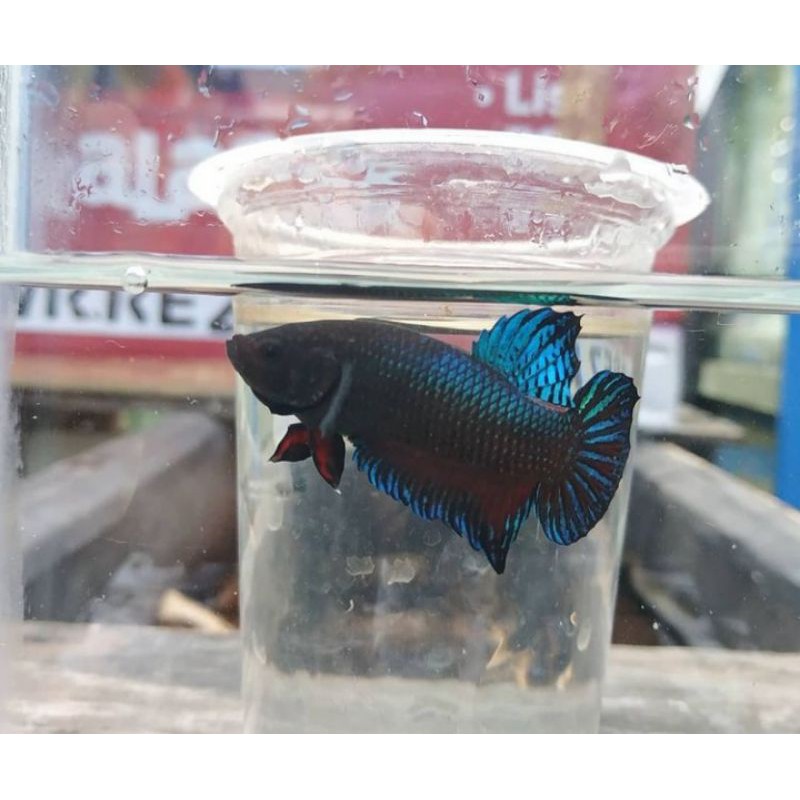 cupang aduan import anakan