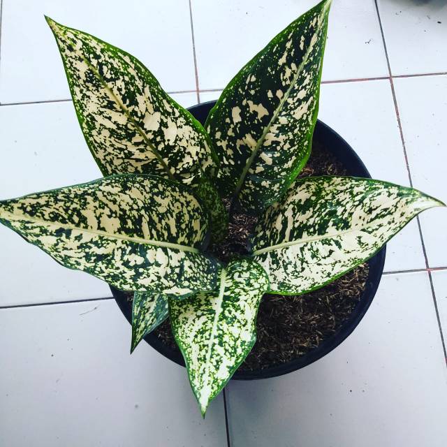 Aglonema big leaf