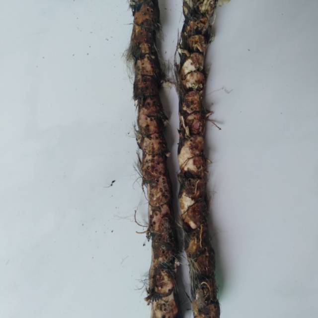 

Akar Dlingo Jeringau 100gram~ Dringo AcorusCalamus