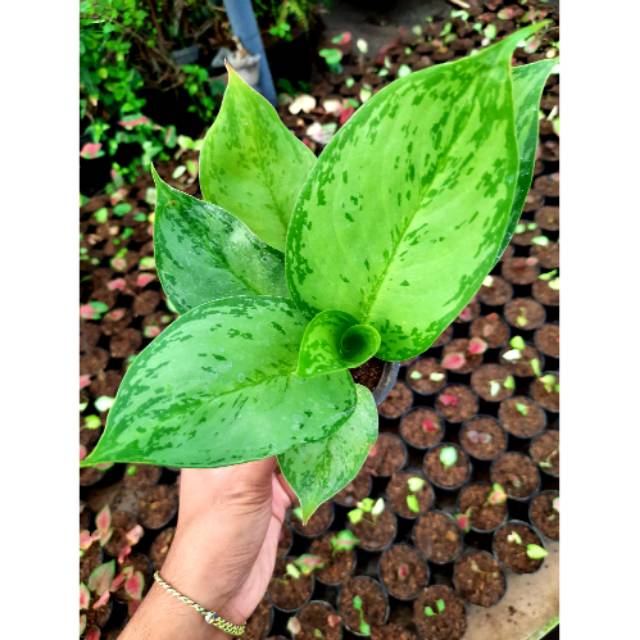 Tanaman Hias Aglaonema Silver Queen Aglonema Hias Murah Bunga Hias Aglonema Silver Queen Termurah