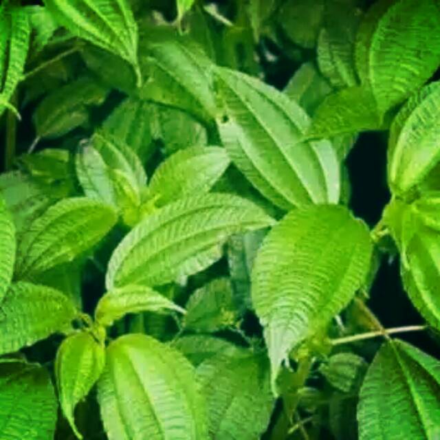 

Daun pohpohan fres 1 kg
