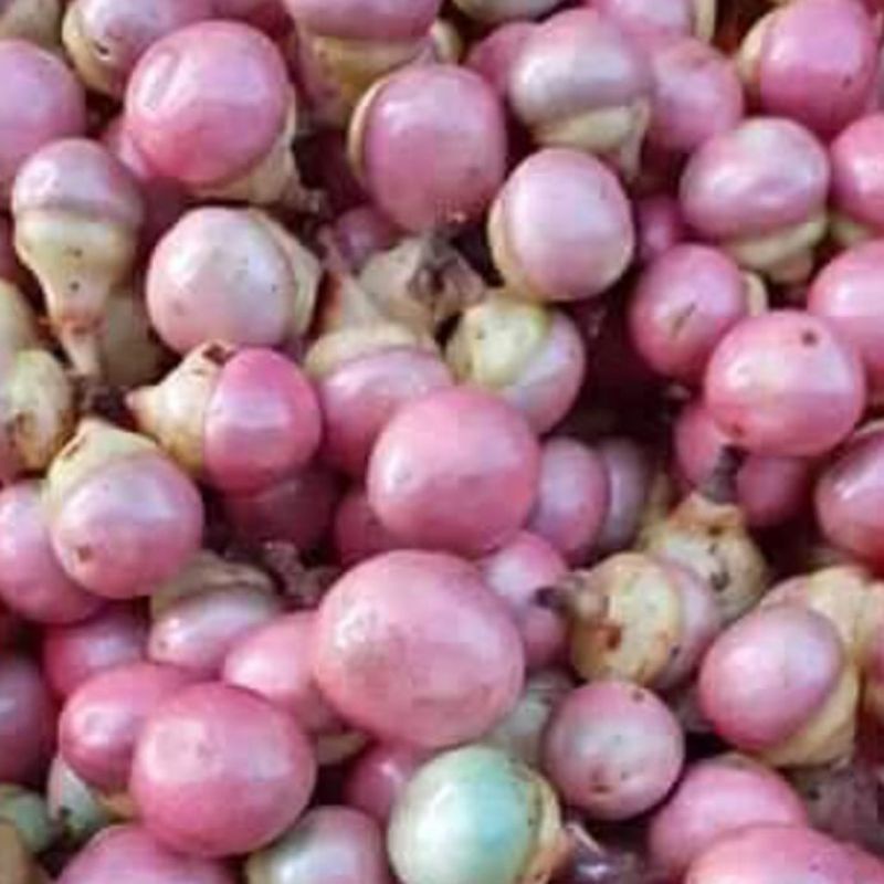 

Buah Kalangkala Khas Kalimantan isi 10 pcs