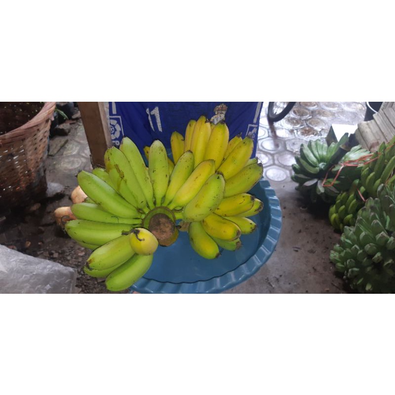 

PISANG EMAS/BAHAN MAKANAN.