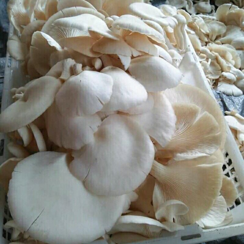 

jamur tiram fresh1kg