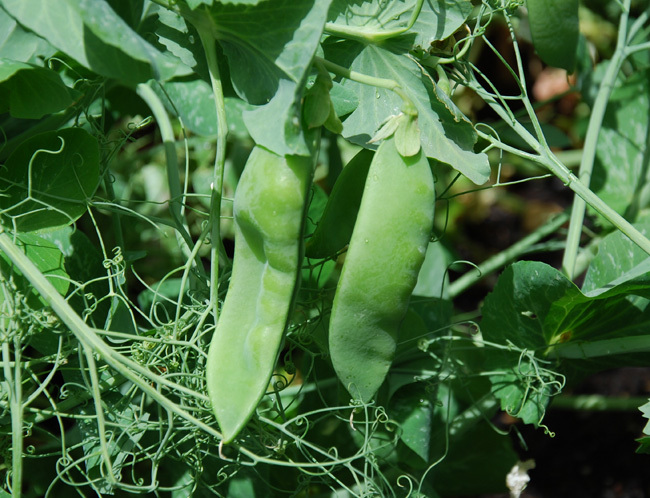 Haira Seed Bibibt-Biji Kacang Kapri Avalanche