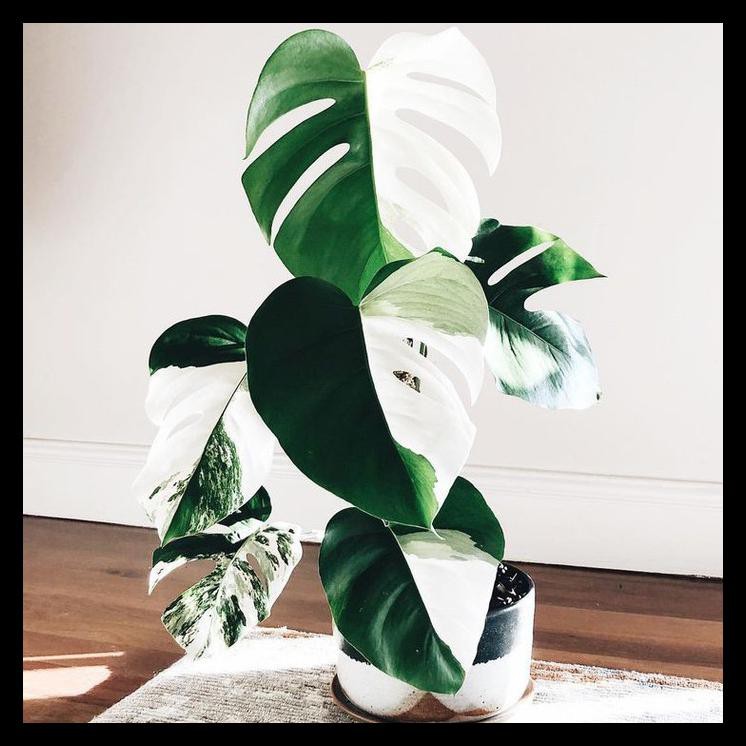 Promo Bonggol Monstera Variegata - Bibit Tanaman Monstera Variegata