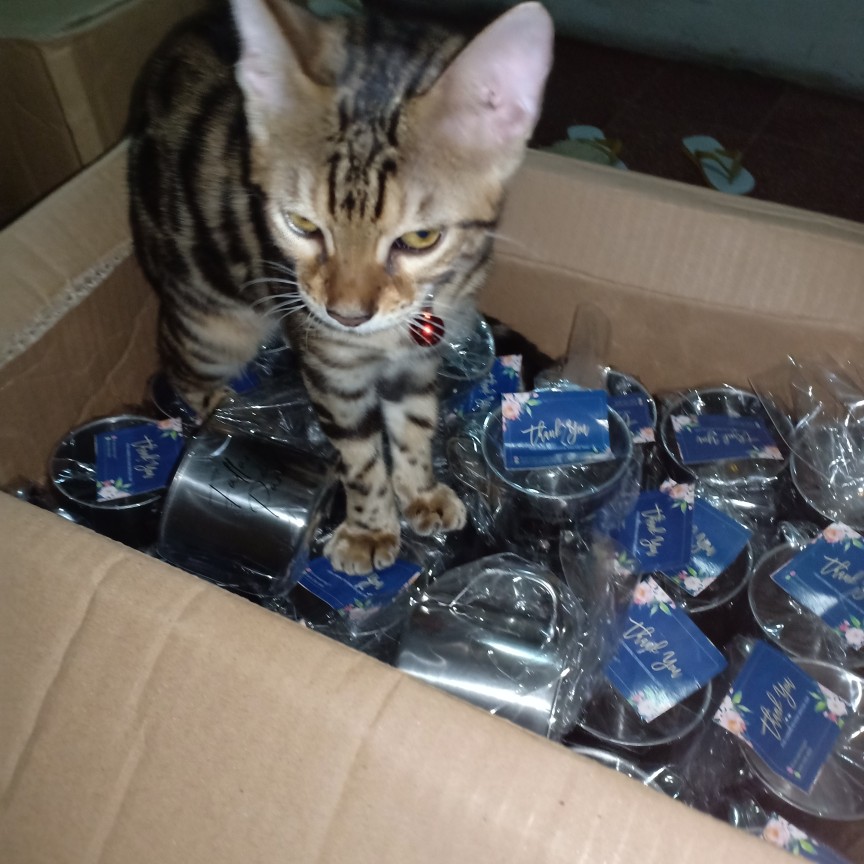 Souvenir Gelas Stainless Kemas Plastik