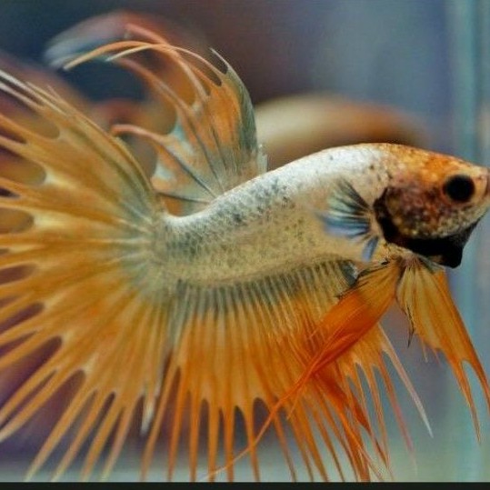 ikan cupang crowntail ikan cupang serit ikan hias(maskot)