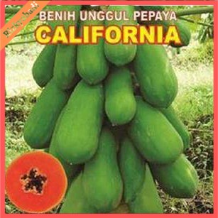 

ISI 5 BIJI BENIH BIBIT Seeds Buah Pepaya California mudah Tumbuh & Buah Banyak