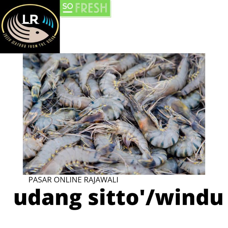 

udang windu/Sitto segar 1 kg