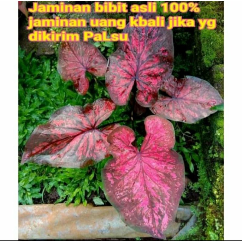 caladium ac antanu