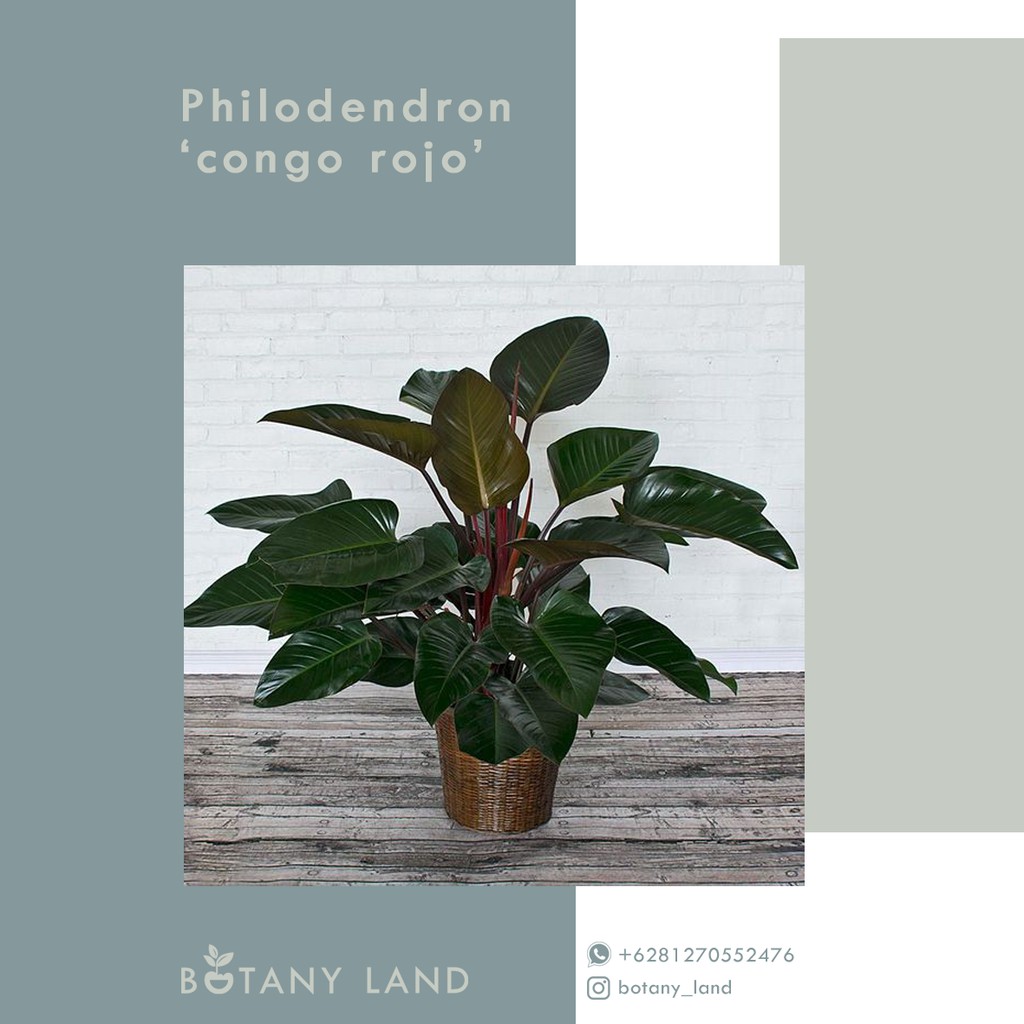 Bibit Tanaman Hias Philodendron Congo Rojo Shopee Indonesia