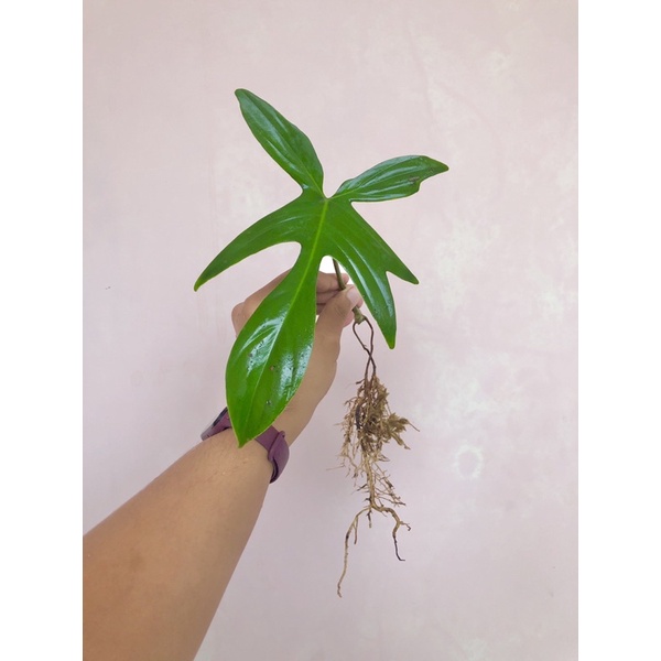 Philo Florida Ghost / Philodendron Florida Ghost