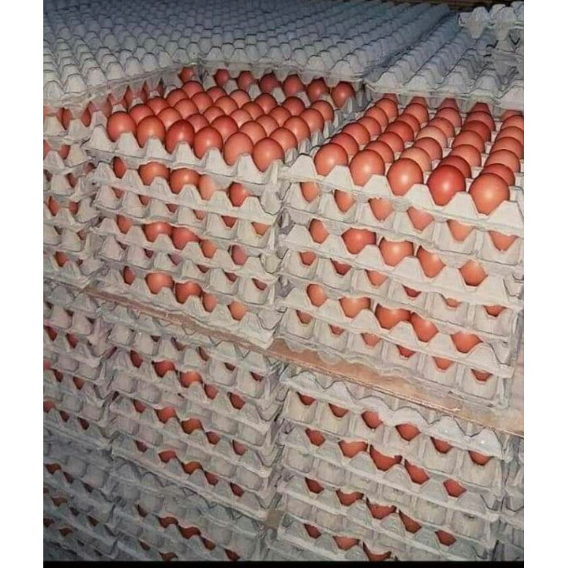 

telor ayam negeri 5 Kg