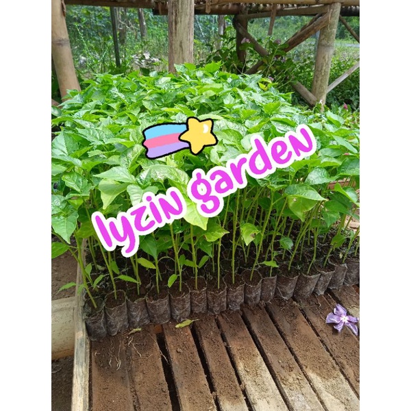 bibit cabe rawit siap tanam