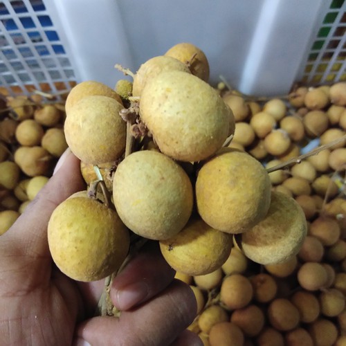 

Lengkeng Small Import