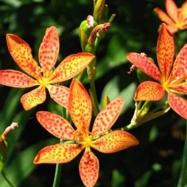 1 Benih bunga leopard lily