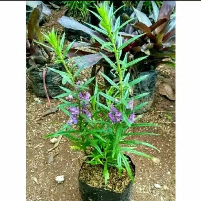 Lavender pengusir nyamuk-tanaman pengusir nyamuk