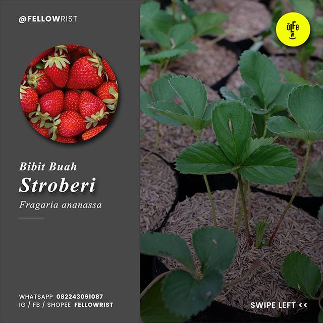 Bibit Tanaman Buah Stroberi