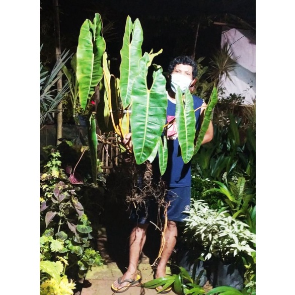 Philodendron kabel Busi batang Orange