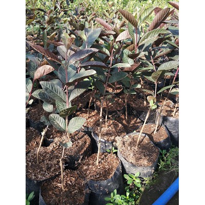 Bibit Jambu Biji Australia