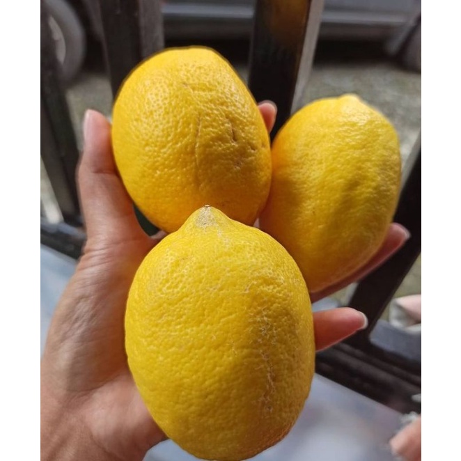 

BUAH LEMON AUSTRALIA TERMURAH DAN BERKUALITAS 1 KG