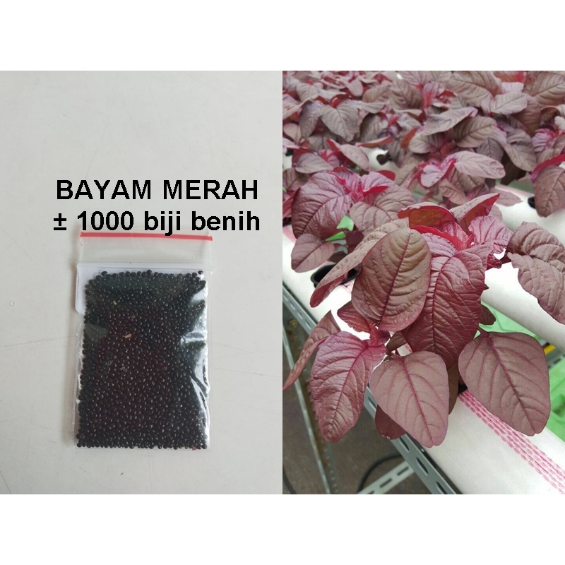 Benih Bayam Merah Unggul/Bibit Bayam Merah isi 1000 Benih