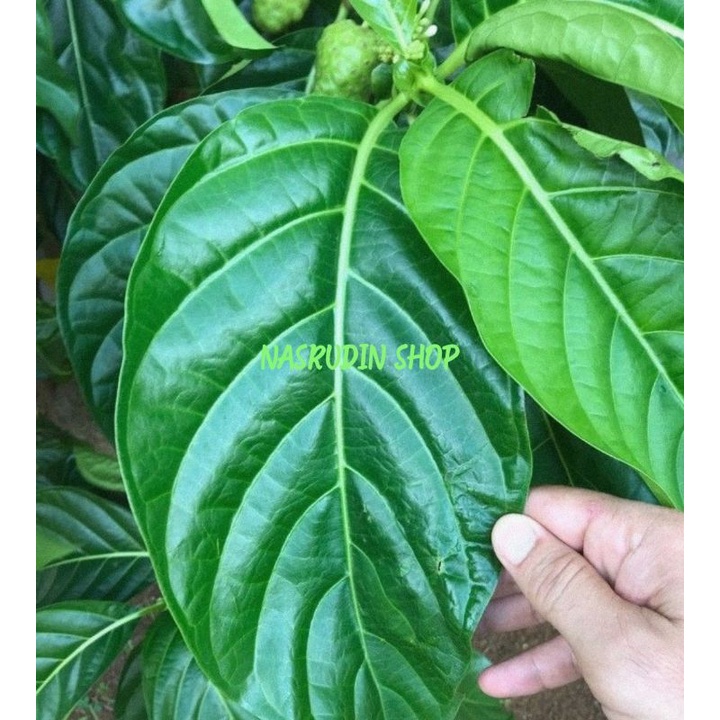 

DAUN MENGKUDU SEGAR LANGSUNG PETIK