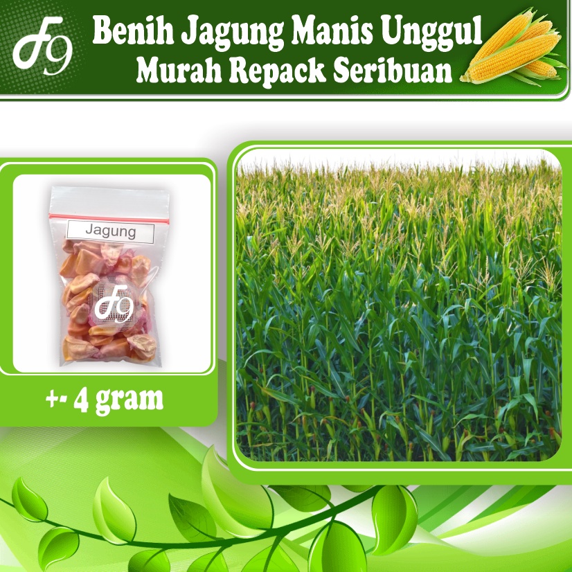 Benih Bibit Jagung Manis Murah Repack Seribuan