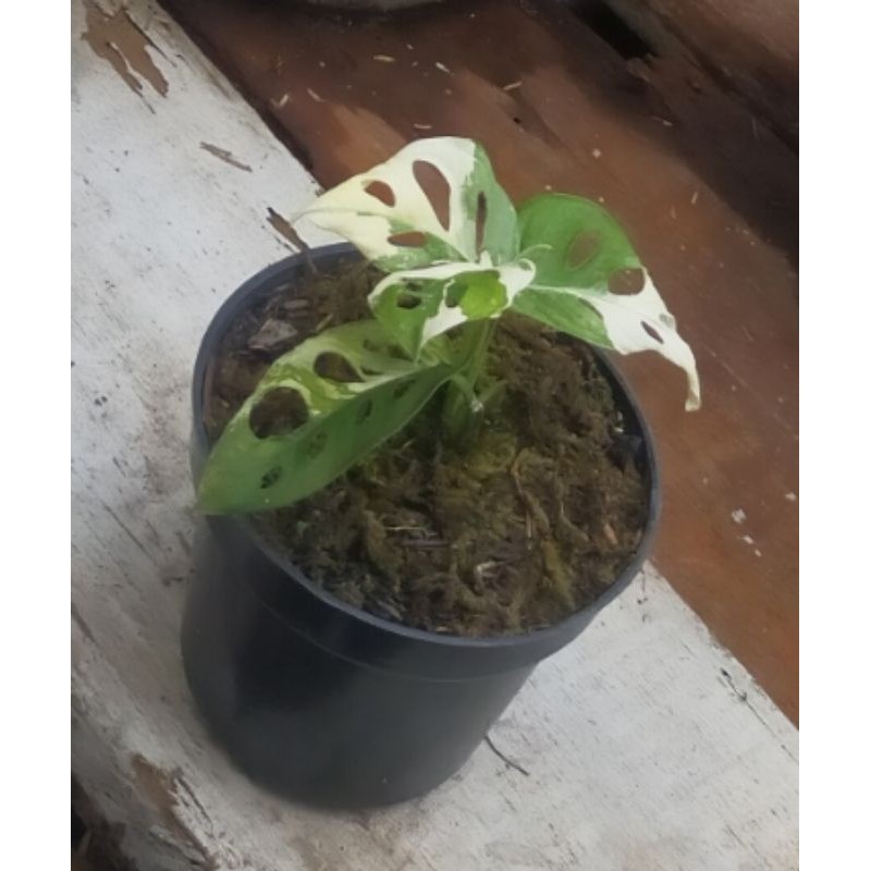 Janda Bolong Varigata