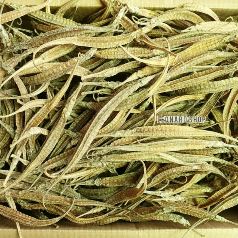 NAGA LAUT BESAR SUPER 50 GRAM KERING HAI LONG HERBAL OBAT KESUBURAN PRIA WANITA LUNG ELANG BURUNG /