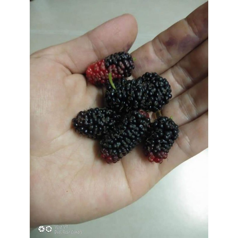 Buah Blackberry Frozen /mulberry beku /buah mulberies 500gr