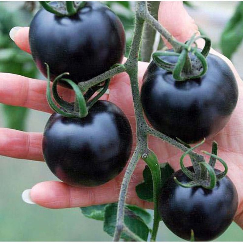 benih TOMAT CERI HITAM black cherry tomato isi 1 biji bibit sayuran